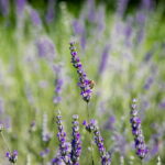 Marillentarte mit Lavendel und Honig
