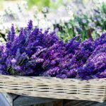 Geschichte des Lavendel